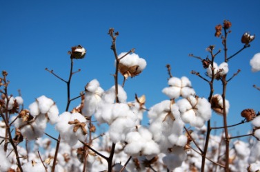 Cotton is a cash crop. Cotton is a cash crop.