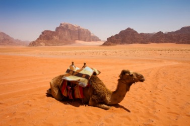 The camels habitat is the desert. The camels habitat is the desert.