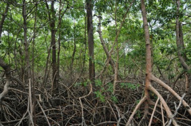 Tangled mangroves in a swamp. Tangled mangroves in a swamp.