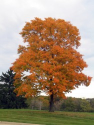A maple tree in Autumn. A maple tree in Autumn.
