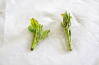 Qat leaves. Qat leaves.