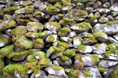 Moss is an example of saxicolous. Moss is an example of saxicolous.