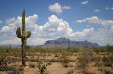 Water is scarce in this desert. Water is scarce in this desert.