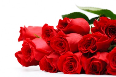 Beautiful scarlet roses. Beautiful scarlet roses.