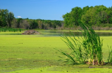 A pond covered with scum. A pond covered with scum.