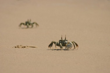 Crabs scurry across a beach. Crabs scurry across a beach.