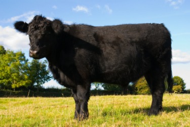 A young black angus. A young black angus.