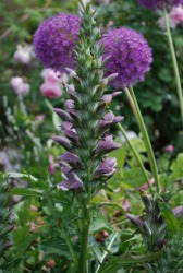 The acanthus plant is also known as bear's breech. The acanthus plant is also known as bear's breech.