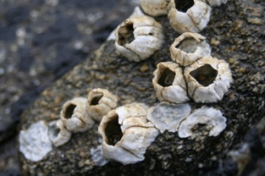 A cluster of acorn barnacles. A cluster of acorn barnacles.