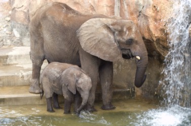 A mother African elephant and her baby. A mother African elephant and her baby.