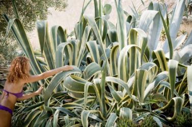 A large agave plant. A large agave plant.