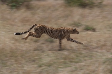 The cheetah is very agile. The cheetah is very agile.