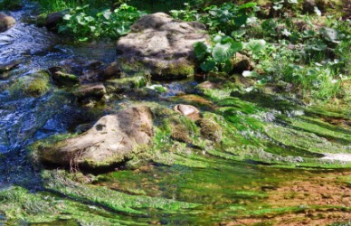 A closeup of algae covered rocks in a stream. A closeup of algae covered rocks in a stream.