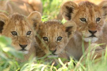 These lion cubs are alike. These lion cubs are alike.