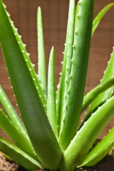 The aloe vera plant. The aloe vera plant.