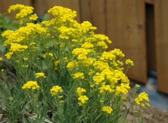 A closeup of yellow alyssum. A closeup of yellow alyssum.