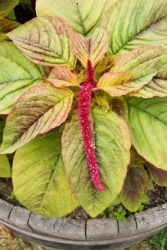 The Love-Lies-Bleeding plant, one of the species of the amaranth. The Love-Lies-Bleeding plant, one of the species of the amaranth.