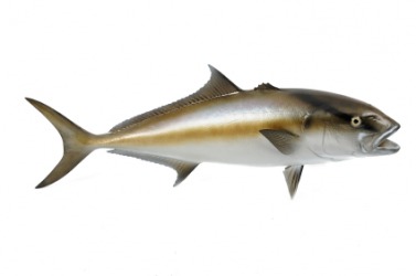 A picture of the amberjack. A picture of the amberjack.