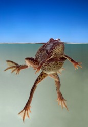 Amplexus of frogs. Amplexus of frogs.