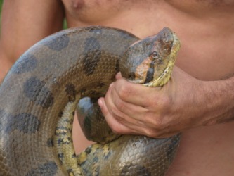 An anaconda snake. An anaconda snake.