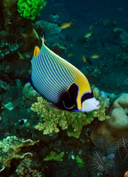 An Emperor Angelfish. An Emperor Angelfish.