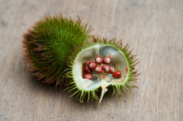 Annatto pod with seeds. Annatto pod with seeds.