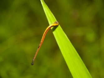 One type of annelid, the tiger leech. One type of annelid, the tiger leech.