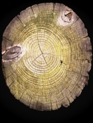 A slice of tree showing annual rings. A slice of tree showing annual rings.