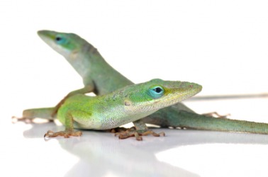 Two anole lizards. Two anole lizards.