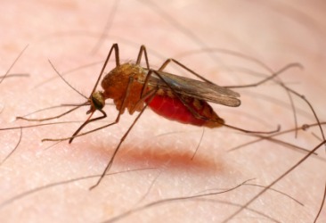 An anopheles mosquito. An anopheles mosquito.