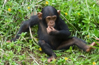 The chimpanzee is an anthropoid. The chimpanzee is an anthropoid.