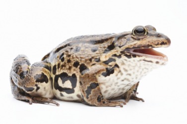 This frog is an example of an anuran. This frog is an example of an anuran.
