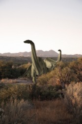 A group of apatosaurus or brontosaurus A group of apatosaurus or brontosaurus