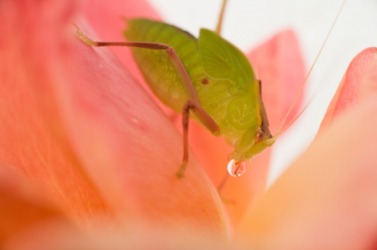 A green aphid on a rose petal. A green aphid on a rose petal.