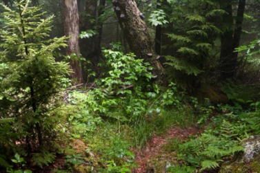 The Appalachian Trail in summer. The Appalachian Trail in summer.