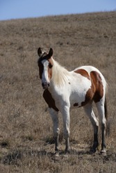 An appaloosa. An appaloosa.