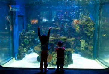 Children visiting an aquarium. Children visiting an aquarium.