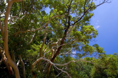The arbutus tree. The arbutus tree.