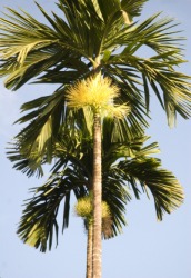 A flowering areca plant. A flowering areca plant.