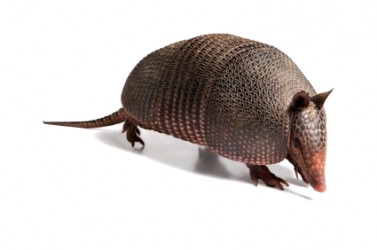 An armadillo. An armadillo.
