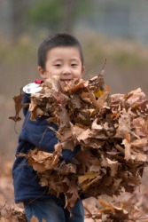 A little boy with an armful of leaves. A little boy with an armful of leaves.