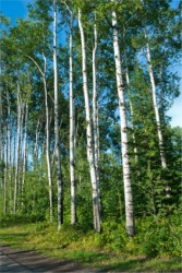 Several aspen trees. Several aspen trees.