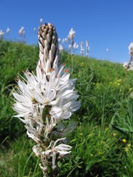 A field of white asphodels. A field of white asphodels.