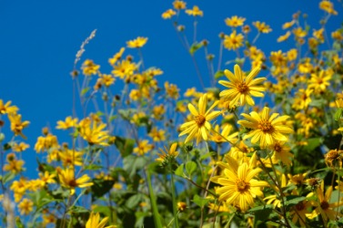 Yellow asters. Yellow asters.