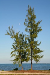 A pair of casuarina trees, or Australian pines. A pair of casuarina trees, or Australian pines.