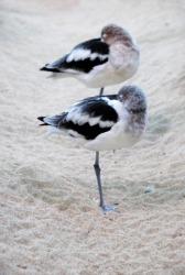 Two American avocets. Two American avocets.