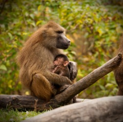 A mother baboon and her baby. A mother baboon and her baby.