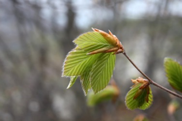 Leaves against a blurred background. Leaves against a blurred background.
