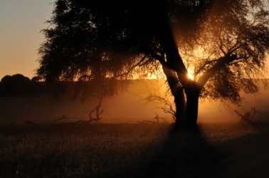 A tree and the sun as a backlight. A tree and the sun as a backlight.