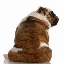A dogs backside. A dogs backside.